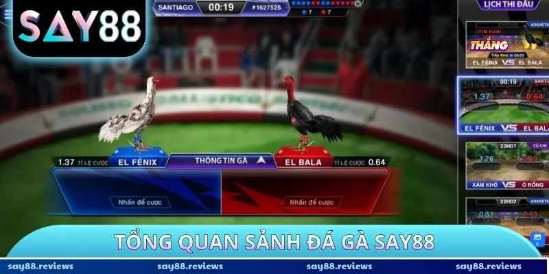 Tổng quan sảnh Đá Gà Say88